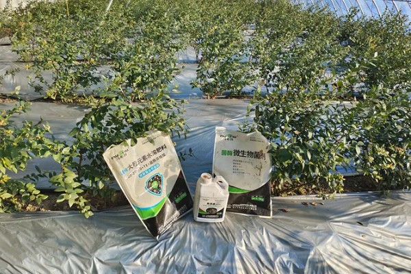 蓝莓的种植技术，选择根系发达的1-2年生苗为宜