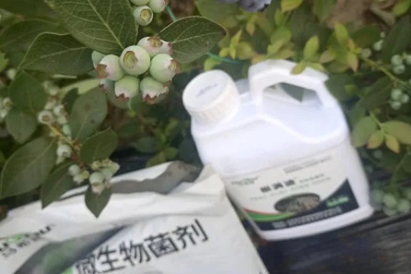 蓝莓的种植技术，选择根系发达的1-2年生苗为宜