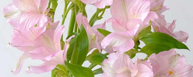 六出花的花语，寓意喜悦、期待相逢等