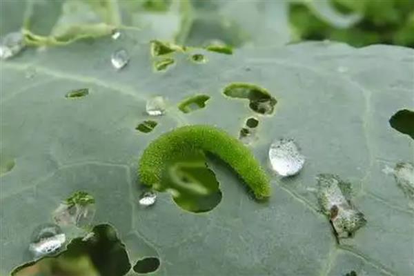菜青虫有多少条腿，菜青虫没有腿