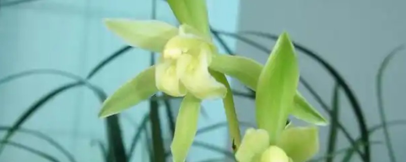 建兰金丝马尾爪如何养殖，适合生长在湿润的环境中