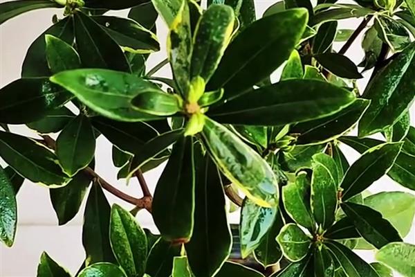 瑞香的养殖方法，每周浇水一次