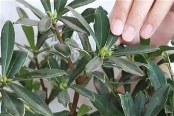 瑞香的养殖方法，每周浇水一次
