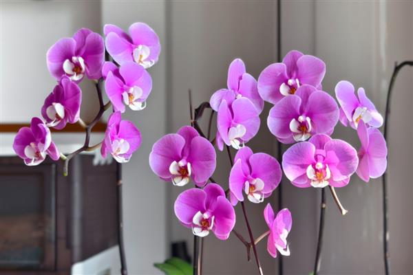 蝴蝶兰的适合温度与湿度，生长温度在16-30℃