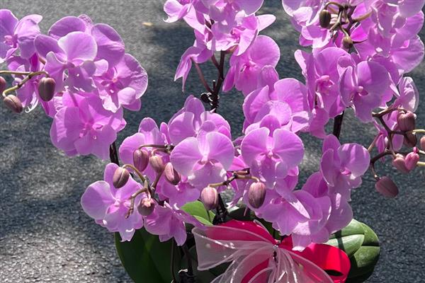 蝴蝶兰的适合温度与湿度，生长温度在16-30℃