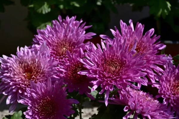 紫色菊花的代表含义，寓意神秘、浪漫等