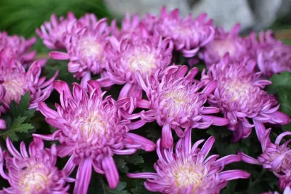 紫色菊花的代表含义，寓意神秘、浪漫等