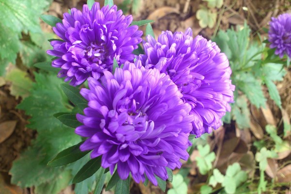 紫色菊花的代表含义，寓意神秘、浪漫等