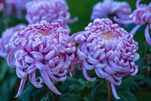 紫色菊花的代表含义，寓意神秘、浪漫等