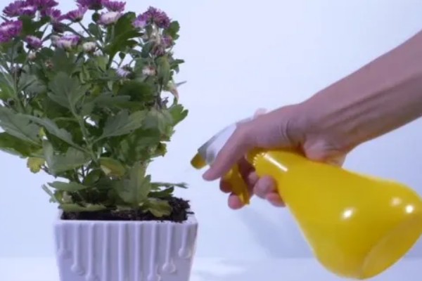 紫色菊花的代表含义，寓意神秘、浪漫等