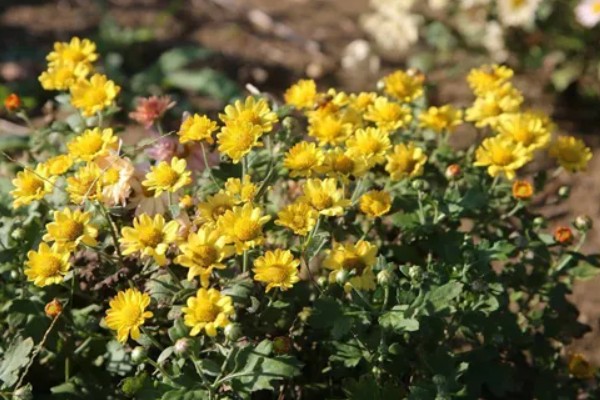 紫色菊花的代表含义，寓意神秘、浪漫等