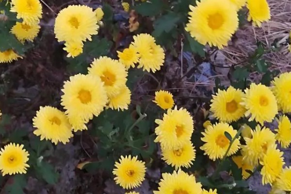 紫色菊花的代表含义，寓意神秘、浪漫等