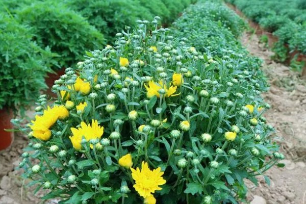 紫色菊花的代表含义，寓意神秘、浪漫等