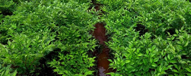 种植魔芋要注意什么，每亩地不能超过四千株