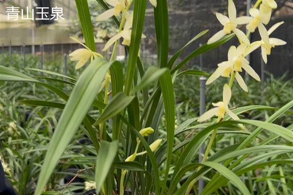 建兰金丝马尾爪如何养殖,适合生长在湿润的环境中
