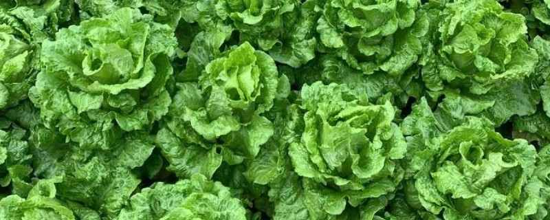 无公害蔬菜沼肥的施用注意事项，亩追肥量一次在1000-1500千克