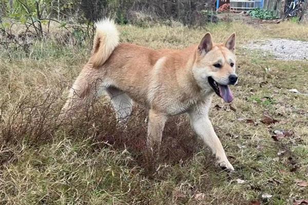 犬猫特发性多发性肌炎的症状，常见的症状是肌肉无力，