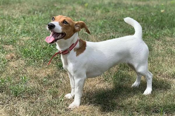 犬猫特发性多发性肌炎的症状，常见的症状是肌肉无力，