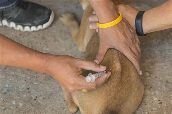 犬猫特发性多发性肌炎的症状，常见的症状是肌肉无力，