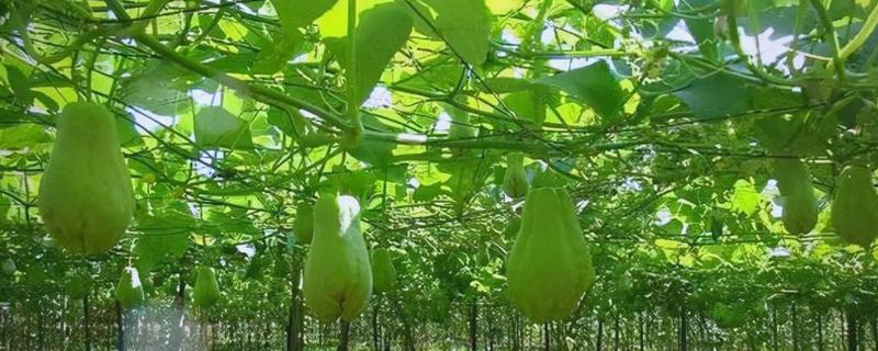 佛手的种植方式，播种前先浸种2-3小时