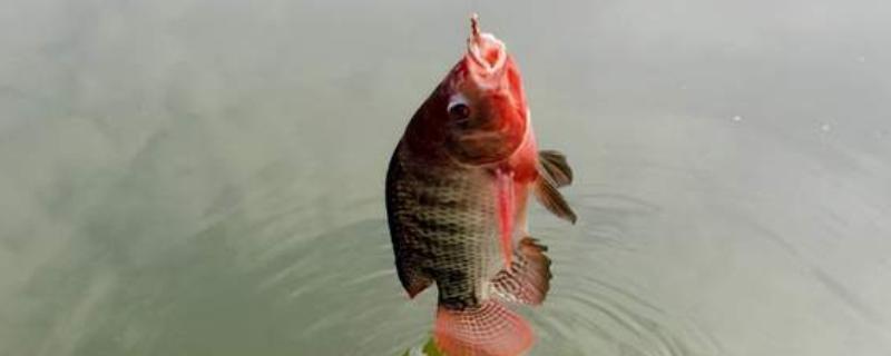 罗非鱼什么时候钓，最佳时间是4-10月