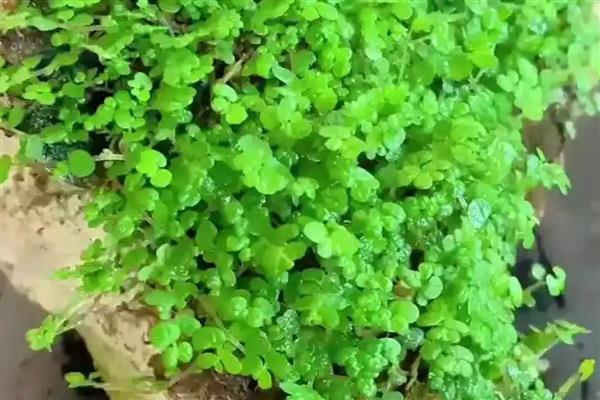 珍珠草怎么养殖，要将其放在遮荫的环境中