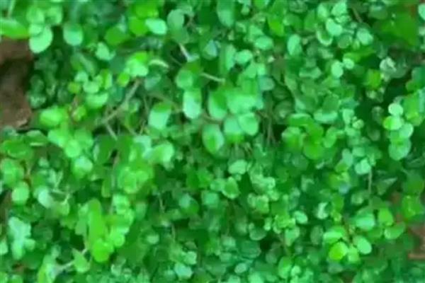 珍珠草怎么养殖，要将其放在遮荫的环境中