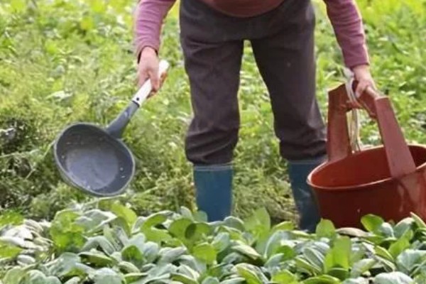 无公害蔬菜沼肥的施用注意事项，亩追肥量一次在1000-1500千克