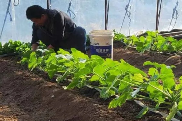 无公害蔬菜沼肥的施用注意事项，亩追肥量一次在1000-1500千克