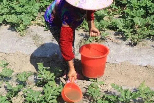 无公害蔬菜沼肥的施用注意事项，亩追肥量一次在1000-1500千克