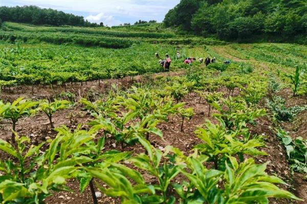 种植魔芋要注意什么，每亩地不能超过四千株