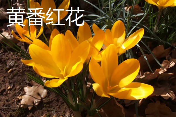 藏红花的花语，不同颜色的花语不同