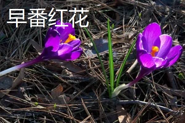藏红花的花语，不同颜色的花语不同