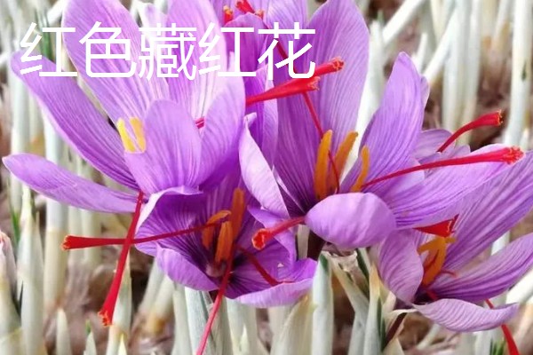 藏红花的花语，不同颜色的花语不同