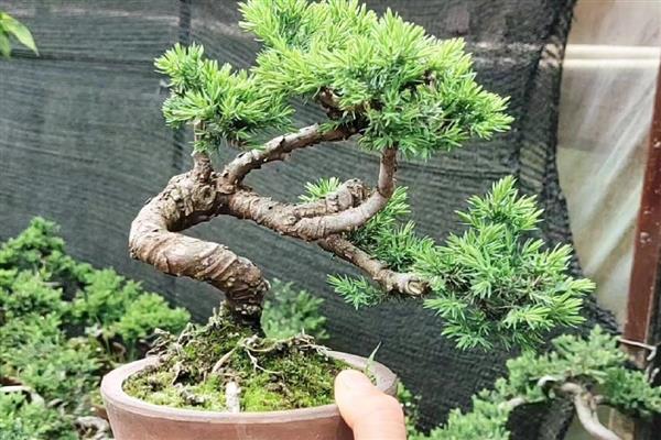 地柏盆景如何造型，在冬末或早春进行