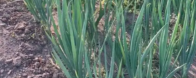 冬天种小葱要不要盖膜，冬天种小葱需要盖膜