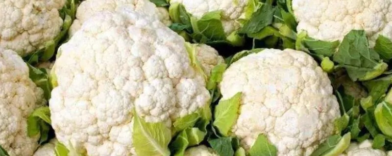 花椰菜主要食用的是哪个部分，食用的是它的花球部分