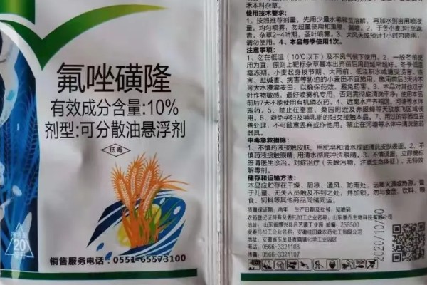 氟唑磺隆对多花黑麦草有效吗，处理封闭的多花黑麦草效果突出