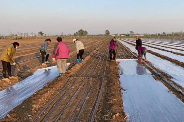 冬天种小葱要不要盖膜,冬天种小葱需要盖膜