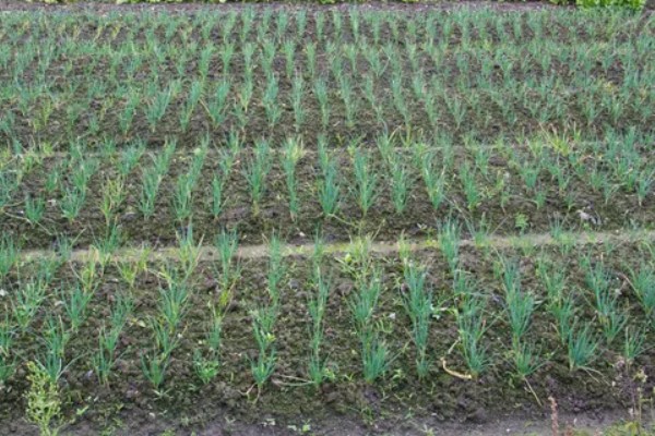 冬天种小葱要不要盖膜,冬天种小葱需要盖膜