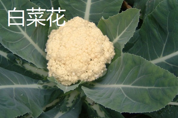 花椰菜主要食用的是哪个部分，食用的是它的花球部分