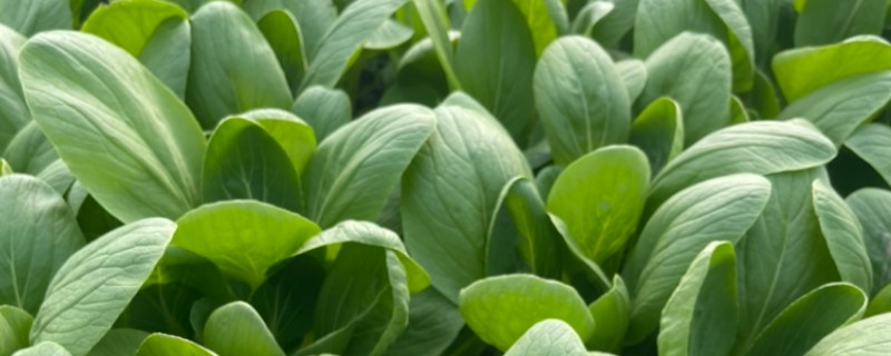 油菜的直播方法，直播时间因地而异