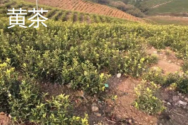 乌龙茶与黄茶的区别，制作工艺和茶汤颜色均不同