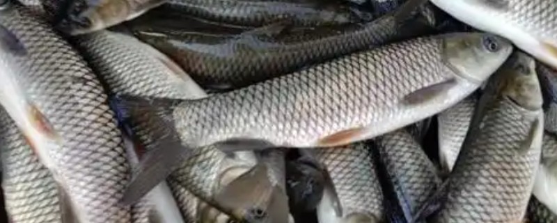 草鱼的养殖技术，PH值以7.5-8.5为宜