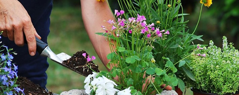 怎样给花卉施肥，施肥要选择其生长旺盛期进行