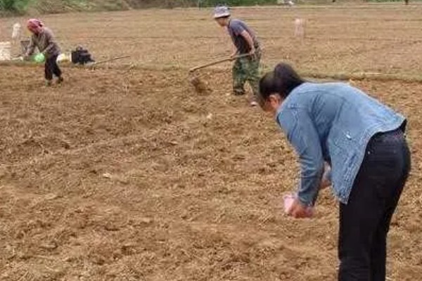 油菜的直播方法，直播时间因地而异