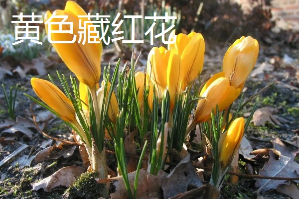 藏红花的花语，不同颜色的花语不同