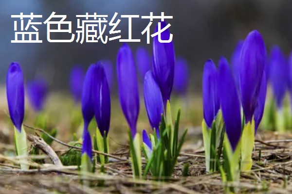 藏红花的花语，不同颜色的花语不同