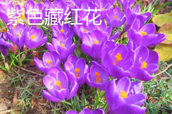 藏红花的花语，不同颜色的花语不同
