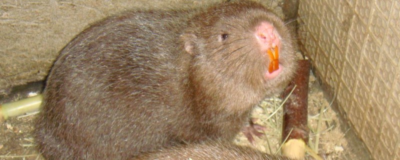 可以养殖竹鼠吗，野生竹鼠不能养殖